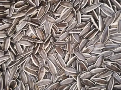 sunflower seeds