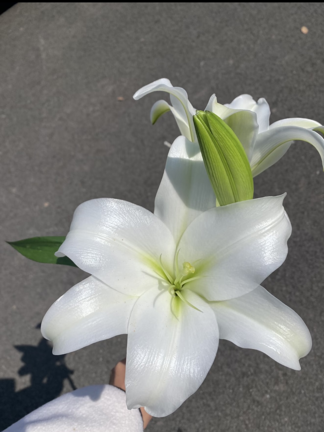 White Trumpet Easter Lily