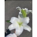 সাদা ট্রাম্পেট ইস্টার লিলি