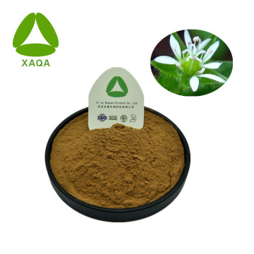 Chickweed Herb Extract Powder 10: 1