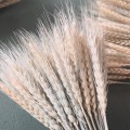 Real Grain Wheat Ears Natural Dried Flower Bedroom Living Room Kerst Decoration Bouquet Shooting Props Opening Barley Home Decor