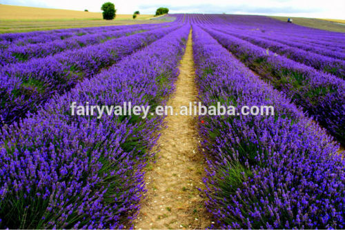 Selling High Quality Lavender fields seeds Blue and Purple Red Color