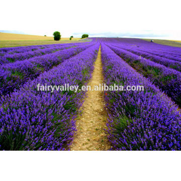 Selling High Quality Lavender fields seeds Blue and Purple Red Color