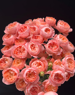 Peach Juice Spray Rose