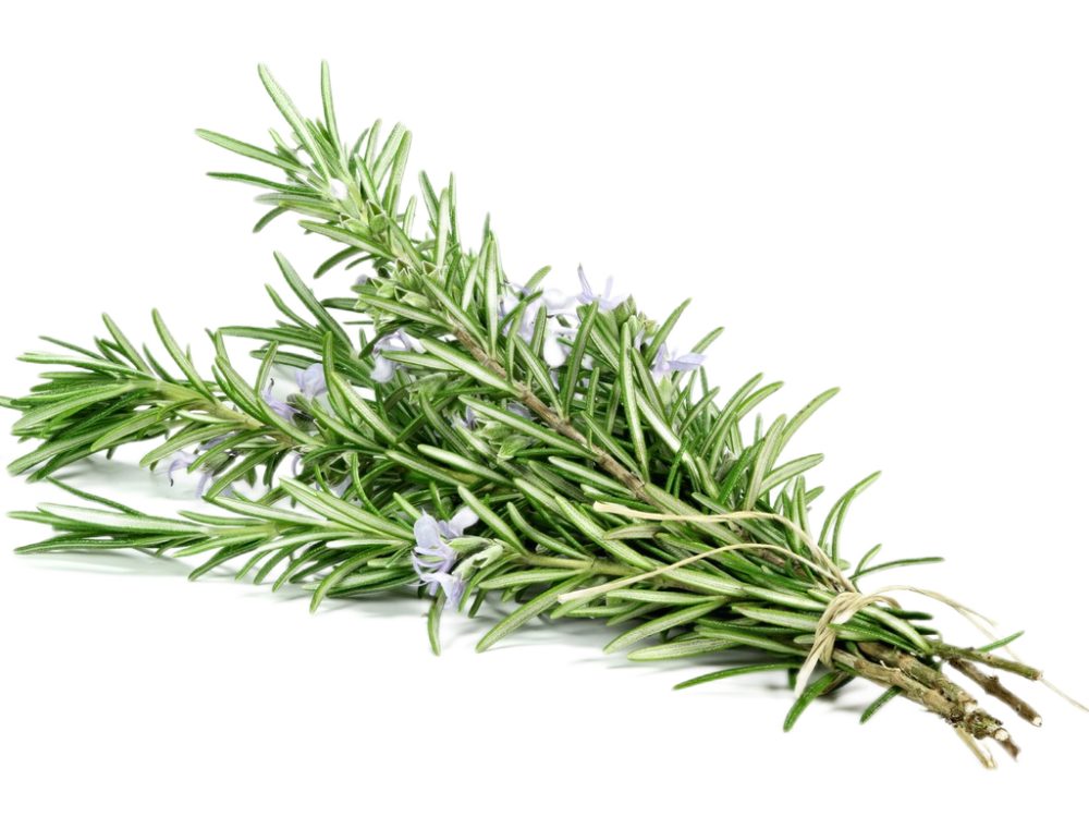 Rosemary