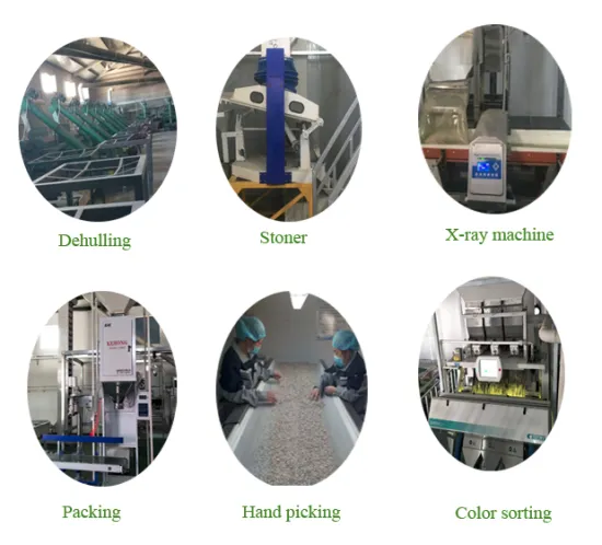 Grade AA shine skin pumpkin seeds kernels