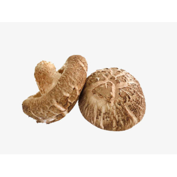 Wholesale export dry shiitake mushroom prices