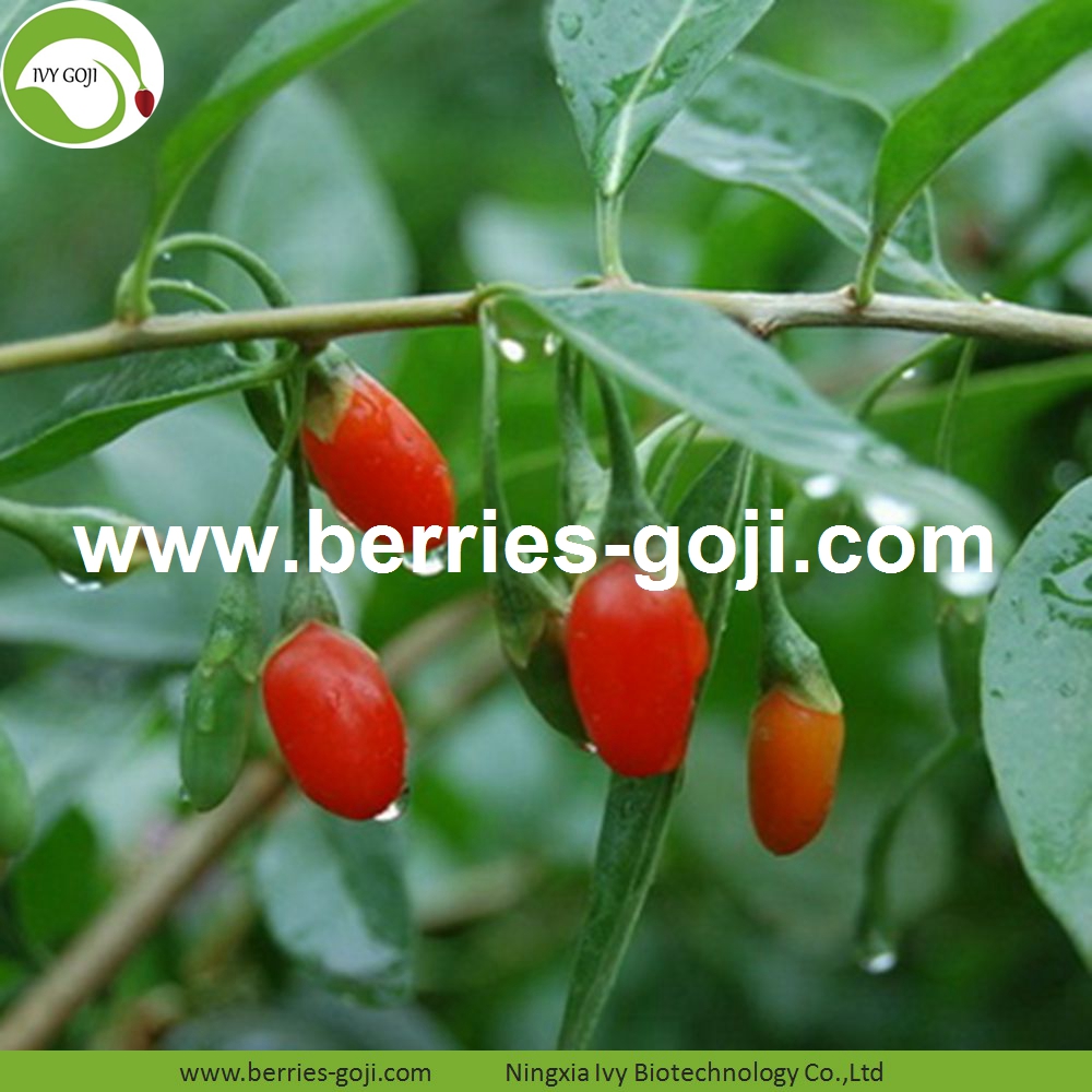 goji berry