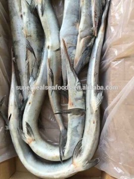 WR Frozen Japanese Bleeker (Tylosurus melanotus )