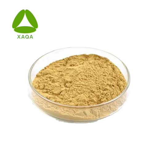 Sophora Fruit Extract Kaempferol 10% Pulverpreis