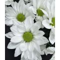 স্প্রে সাদা মাছ chrysanthemum