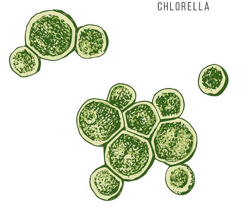 chlorella