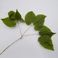 Epimedium -Extrakt -Epimedium -Flavonpulver