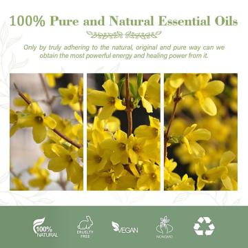 Private Label Weeping Forsythia Oil Extract 5% Phillyrin Forsythia Extract