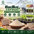 مسحوق Bacillus cereus الميكروبي للزراعة وتربية الأحياء المائية