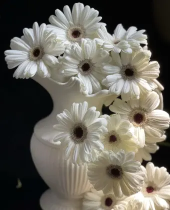 Standard chrysanthemum Snoopy Gerbera