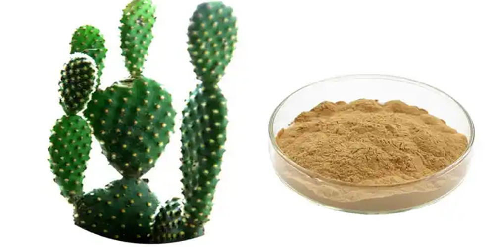 Cactus polysaccharide