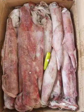 Frozen Squid Whole Round Uroteuthis Chinensis 22-29cm