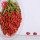 Goji berry / Wolfberry / New goji berry organik