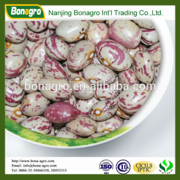 light speckled kidney beans new crop from heilongjiang