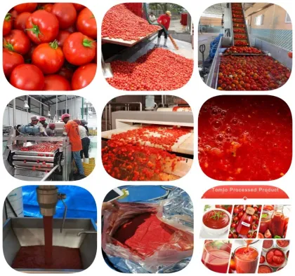 Linea di Produzione per Conserva di Pomodoro e Ketchup