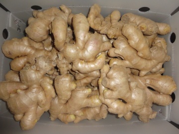 Chinese Fresh Ginger (2014)