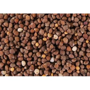 High Quality Perilla Seed