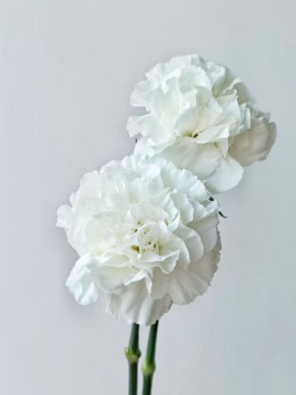 Polar rout single carnation