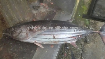 skipjack tuna whole round IQF 1.8kg+