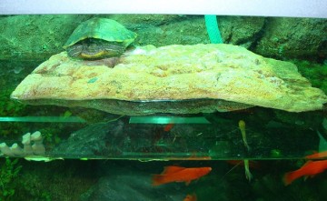 turtle dock