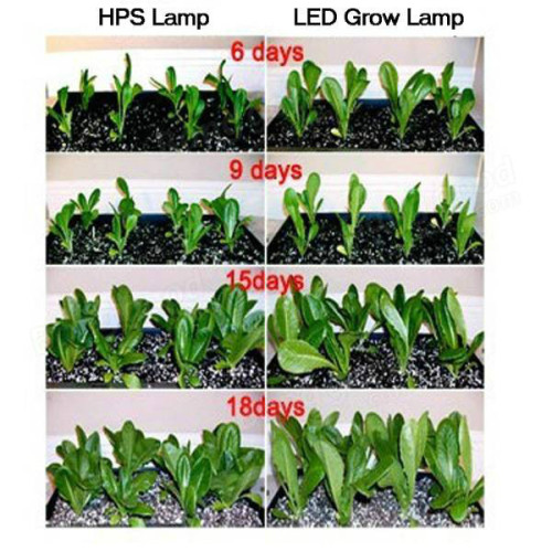 Đèn LED tăng trưởng cho nhà máy y tế trong vườn