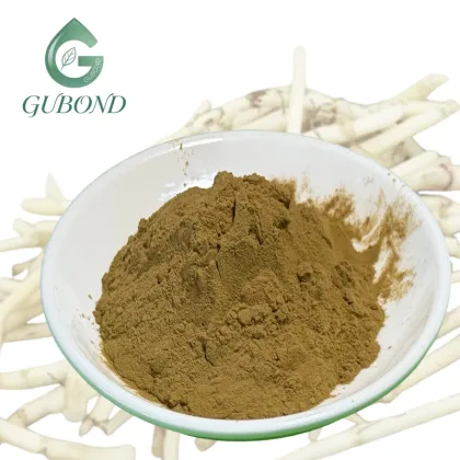 Houttuynia Cordata Extract Powder for Dietary Supplements
