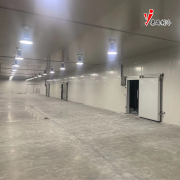 Professionelle Kühllagerung von frischem Obst und Gemüse 2