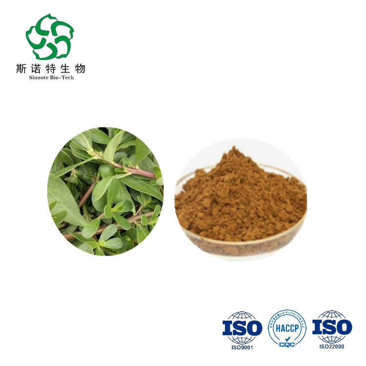 Purslan Extract/ Purlan PE/ Portulaca Oleracea l