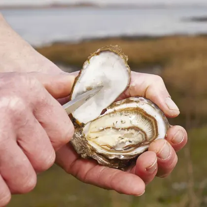 Seafood Tools Clam Oyster Shucker Opener Wooden Handle