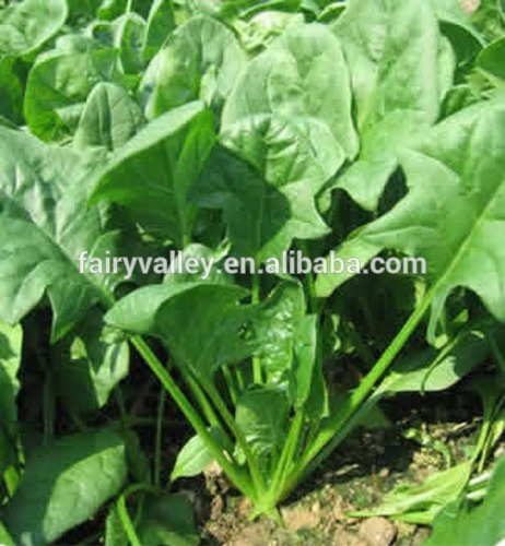 Green Leaves White stalks Spinach seeds For Sale