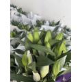 এলসা ডাবল পেটাল স্প্রে লিলি