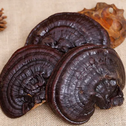 Dried Organic lingzhi Raw ganoderma reishi mushroom
