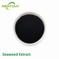 Seaweed Extract for Organic Agriculture & Plant Nutrition