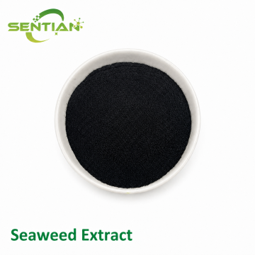 Seaweed Extract for Organic Agriculture & Plant Nutrition