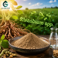 ريزوبيوم النيابة. مسحوق البكتيريا المعزز لنمو النبات