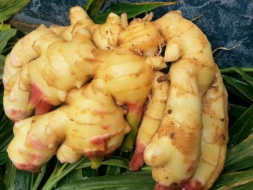 High Quality Fresh Ginger