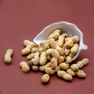 Rich protein Rich protein Kernel Peanuts Kernel Peanut