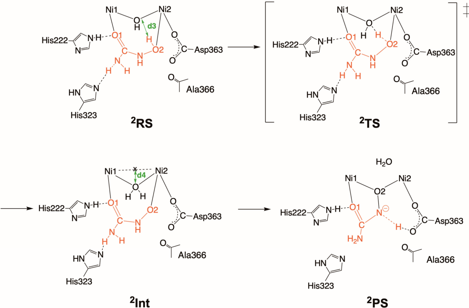 Urease Inhibitor Ingredient