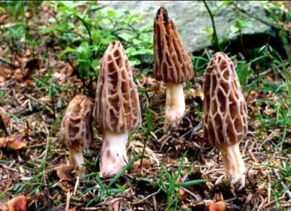 Yunnan Wild Fresh Morel Mushrooms Best Price