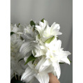 Chardonnay Double Petal Lily