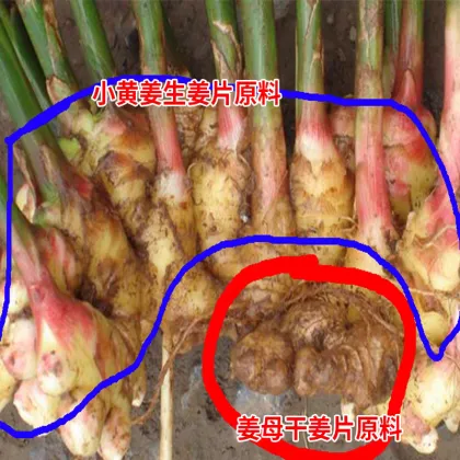 Small Yellow Ginger Old Mother Ginger Slices