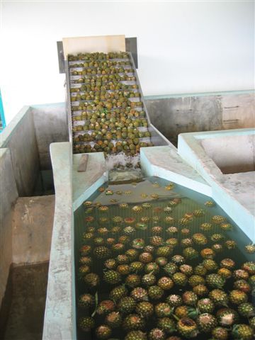 Automatic Tropic Fruit Mango Processing Line, Pineapple Processing Line