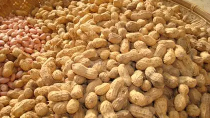The BEST Spiced Taste Peanut
