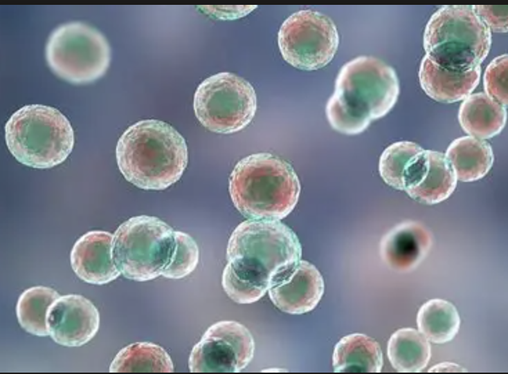 Food Grade Pediococcus Lactis
